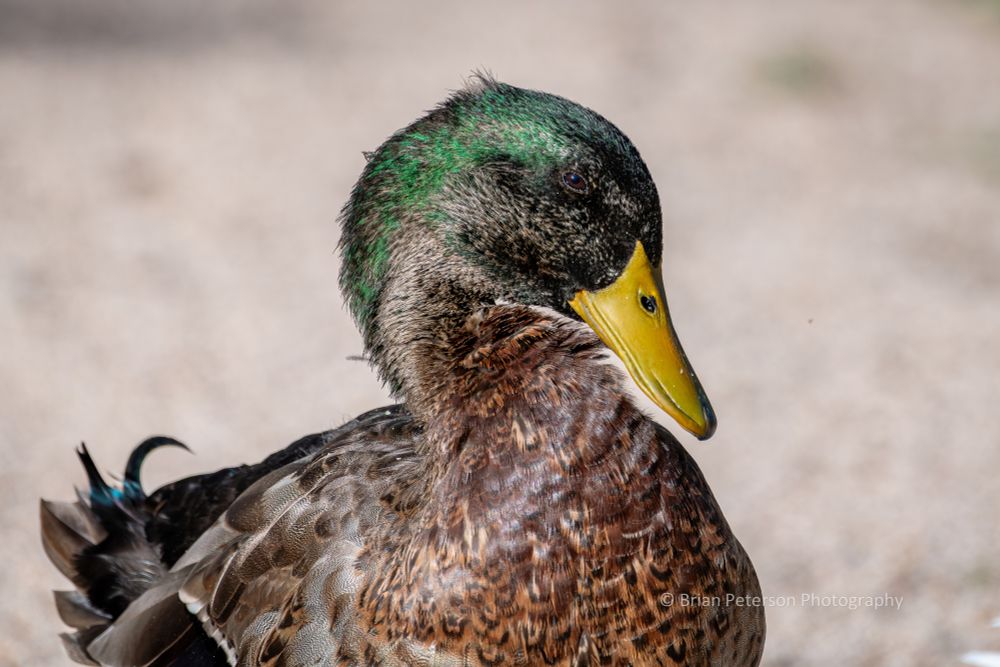 Profile of his green head