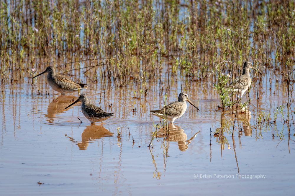 Shorebirds with long thick bills