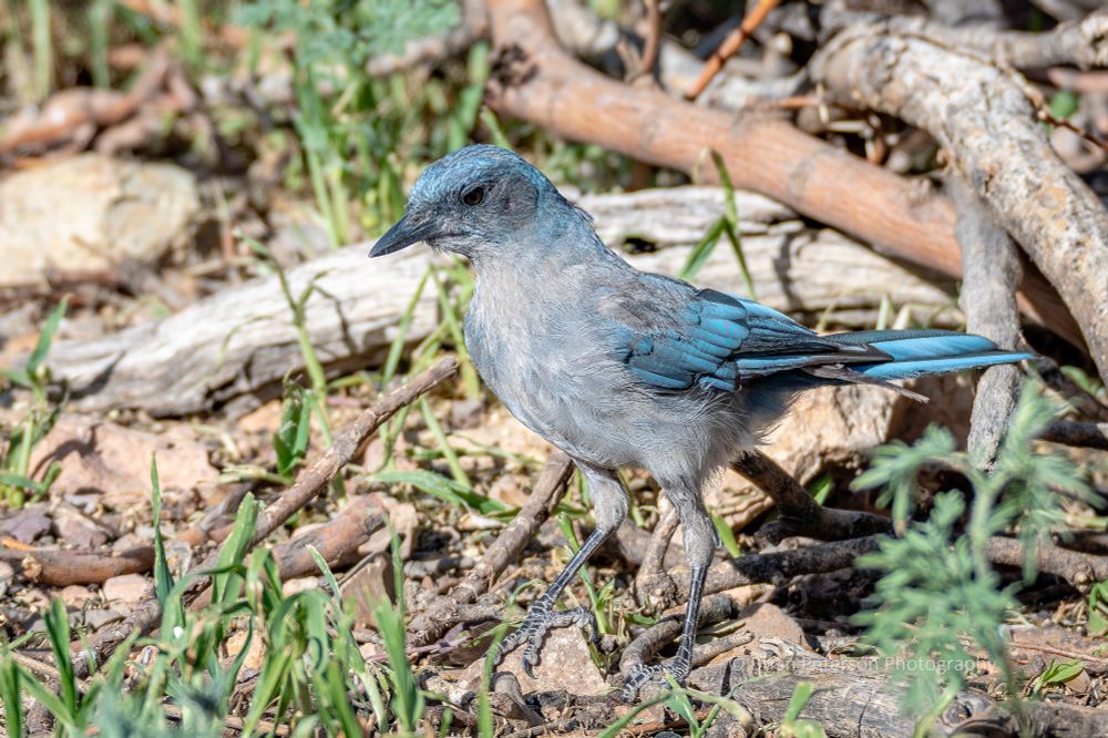 Blue and gray bird standing on the ground.