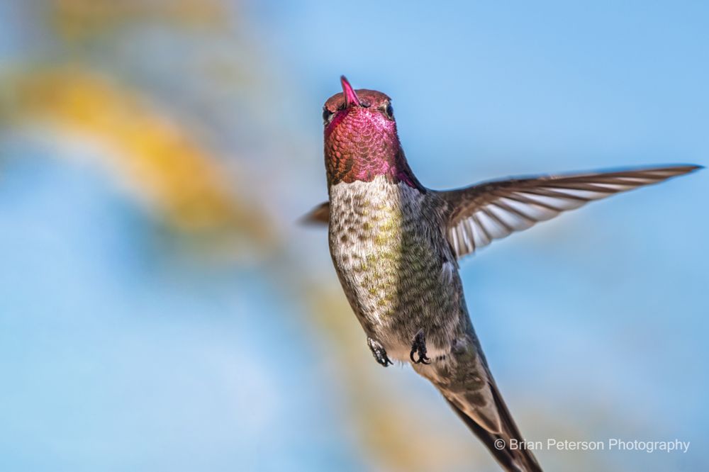 Check out how the underside of the beak is catching the magenta reflection from the throat