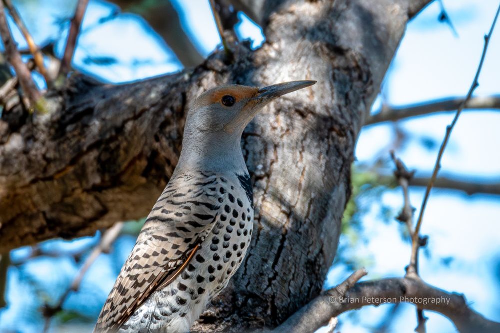Generally looks like a woodpecker. Larger than the Gila woodpecker. Has spots on the chest and back. Colors are primarily gray, tan, and black. 