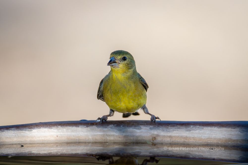 No one knows why the scientists named this one "lesser."