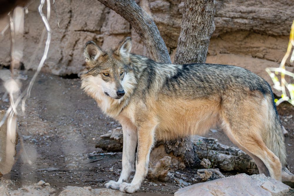 Looks like probably 70 - 80 pounds. 