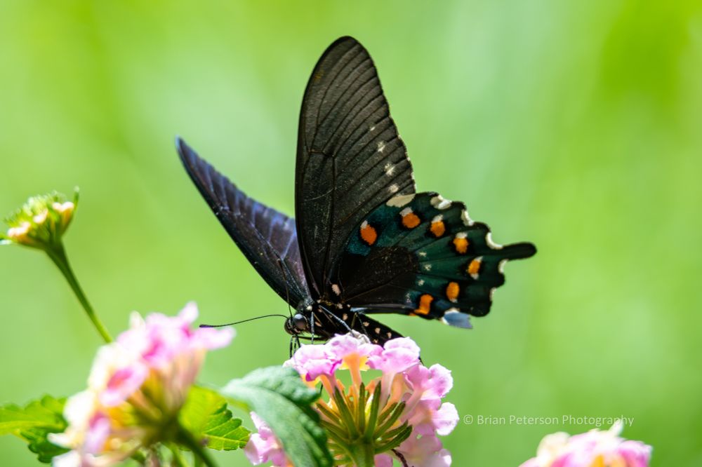 In focus, but not the detail I could get with a macro lens.