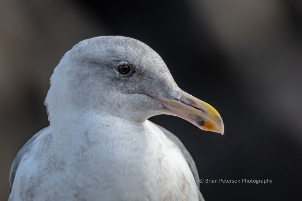 One of a few hundred images from Monterey a couple weeks ago