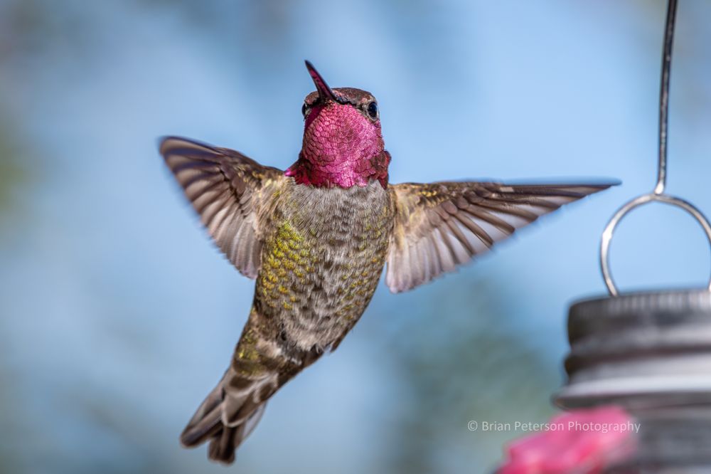 *Not kidding. Experts say you are likely to find Anna's hummingbirds near hummingbird feeders.