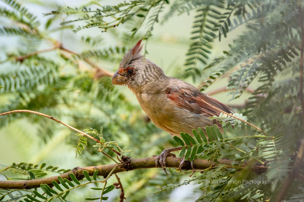 Males have red feathers on the chest; females don't