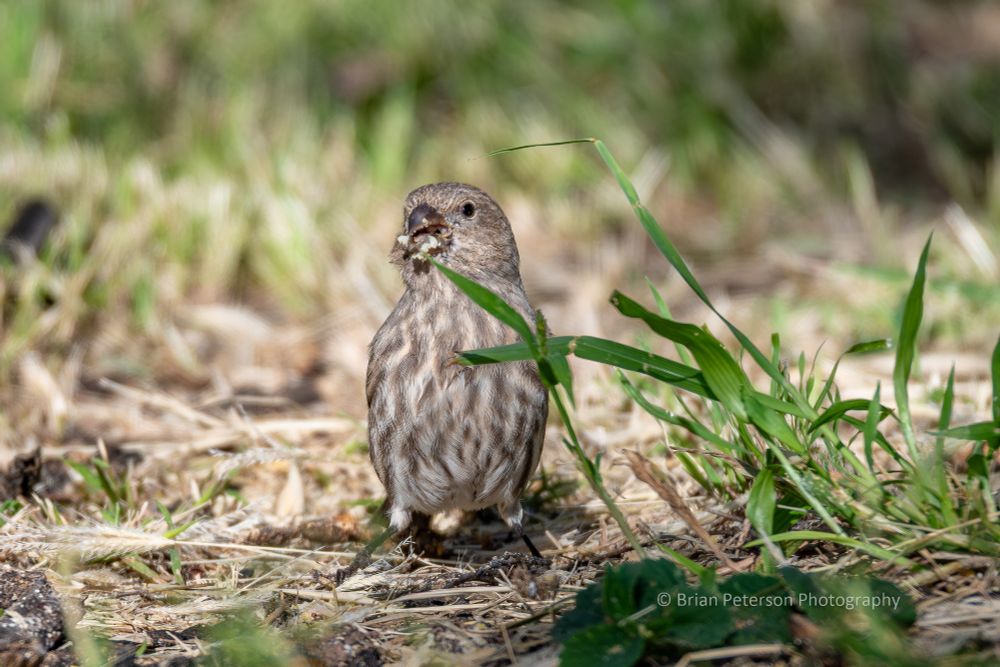 Mostly facing the camera gives you a good look at the brown and tan stripes 