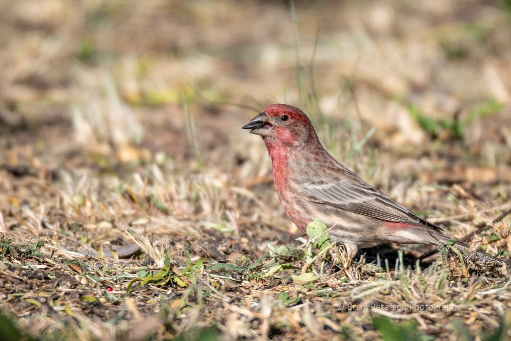 Little brown bird with stripes, a red head, and a red chest
