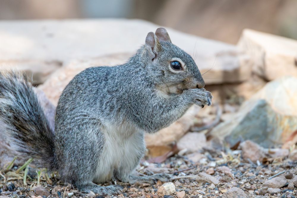 It's an Arizona gray squirrel. If it crosses the border, it's a New Mexico gray squirrel.