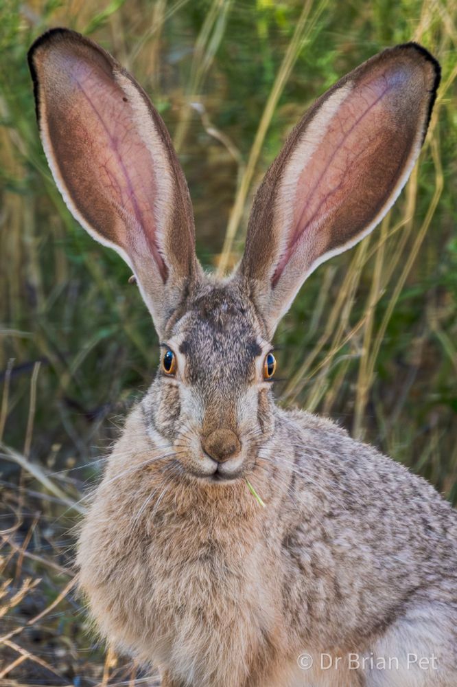 "That's not a rabbit. It's a hare."