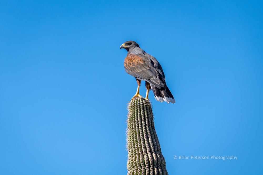 At the Free Flight Demo