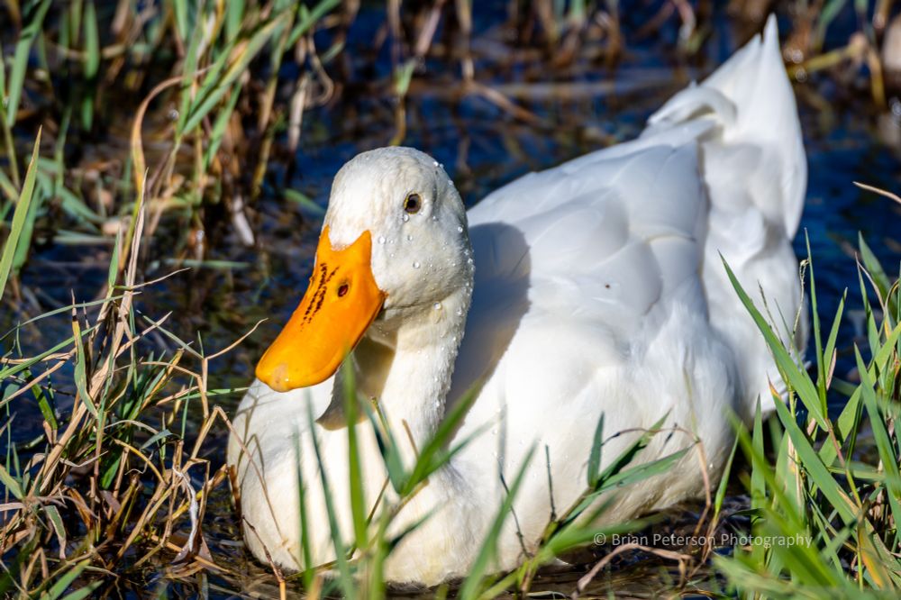 A large white duck