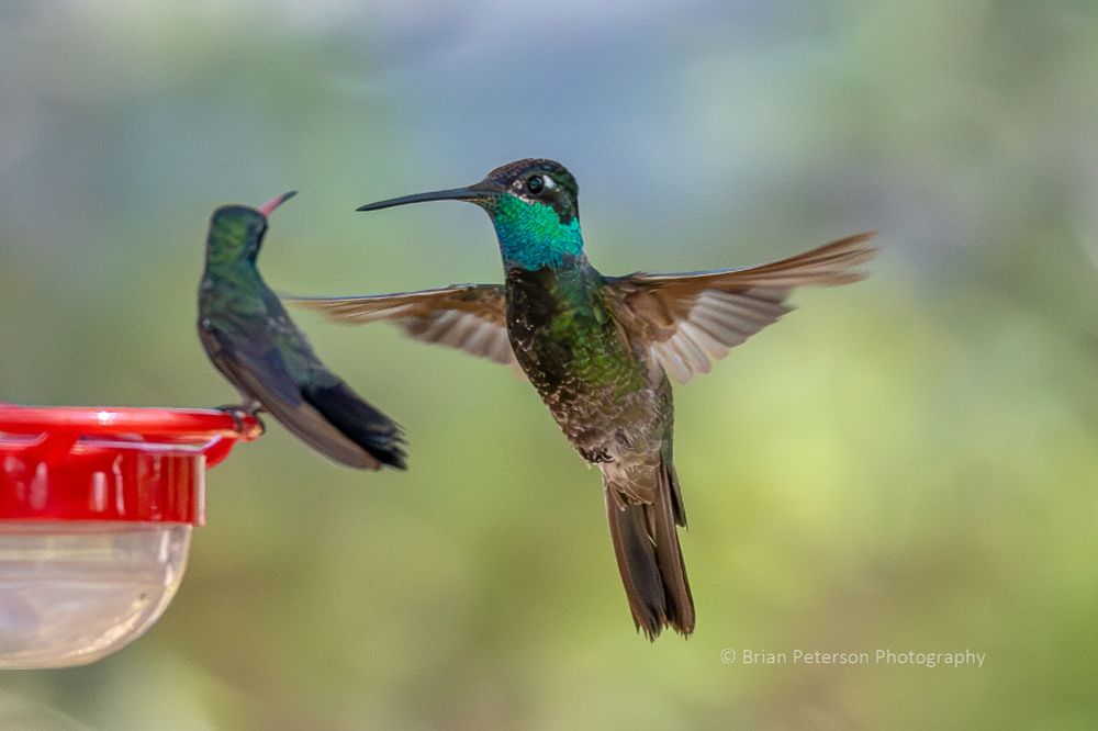 The Rivoli's is like twice as big as the broad-billed perched on the feeder.