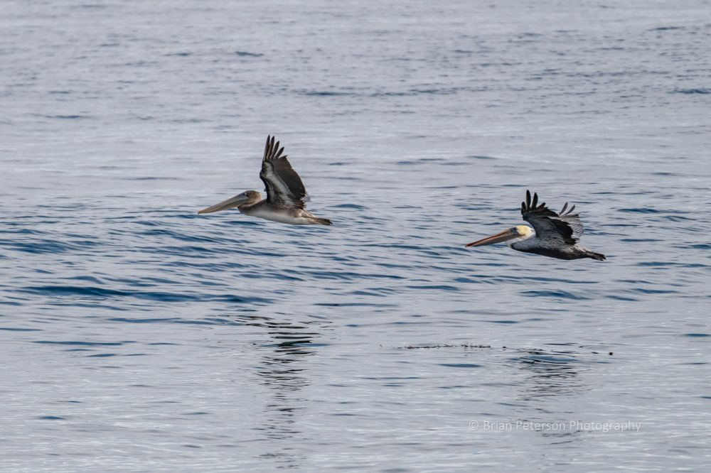 Two brown pelicans to be specific ... on a cloudy morning over Monterey Bay