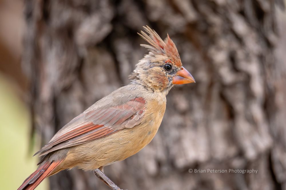 The beak starts out black and turns orange as they mature