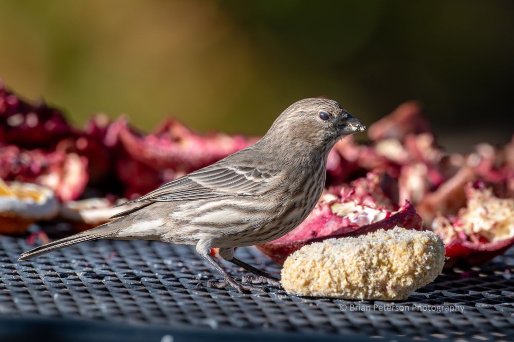 Little brown and tan striped bird. 