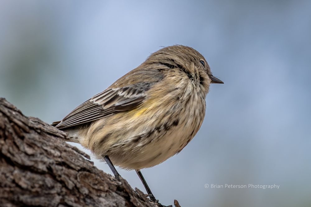 Little bird mostly tan but with some yellow and brown stripes