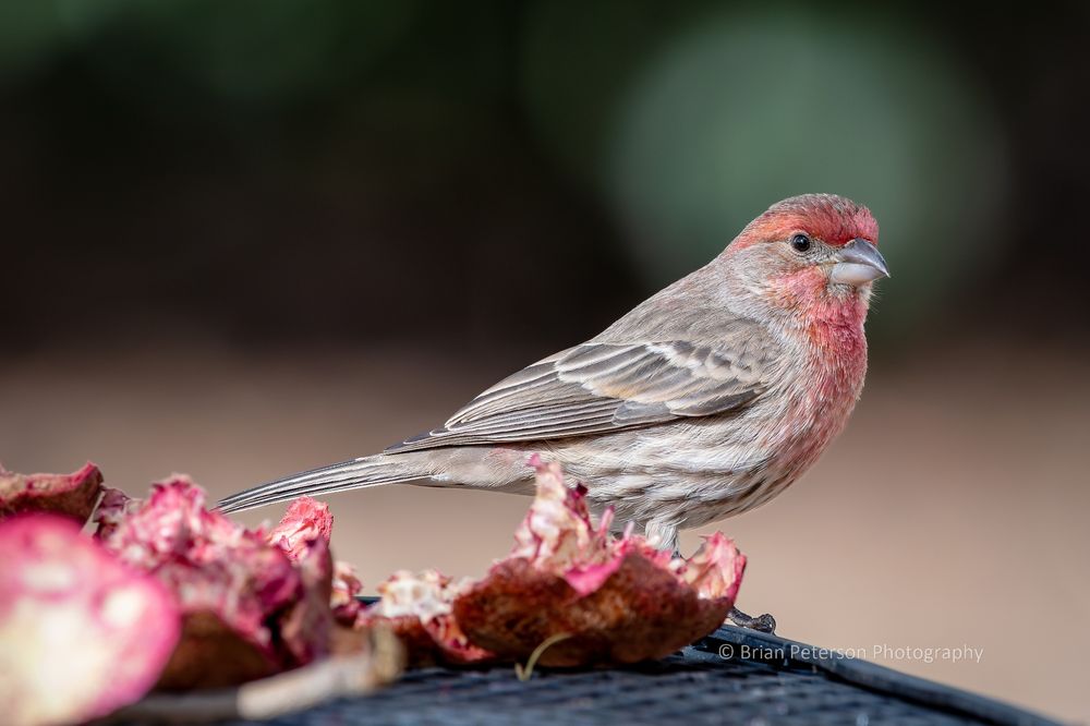 Say, if you were to ask an expert, they would agree