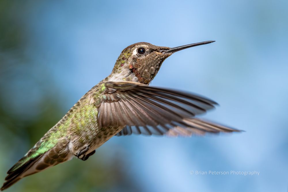Slower shutter speed almost got stop action on the wings
