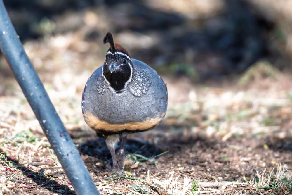 Gambel's quail are known for being round, like a ball
