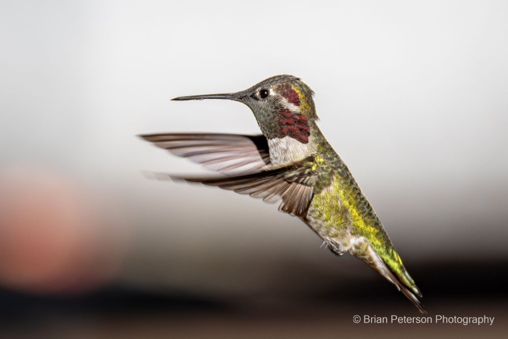 Anna's hummingbird flying in his natural environment. You can tell this is his natural environment, because that's my truck in the background.