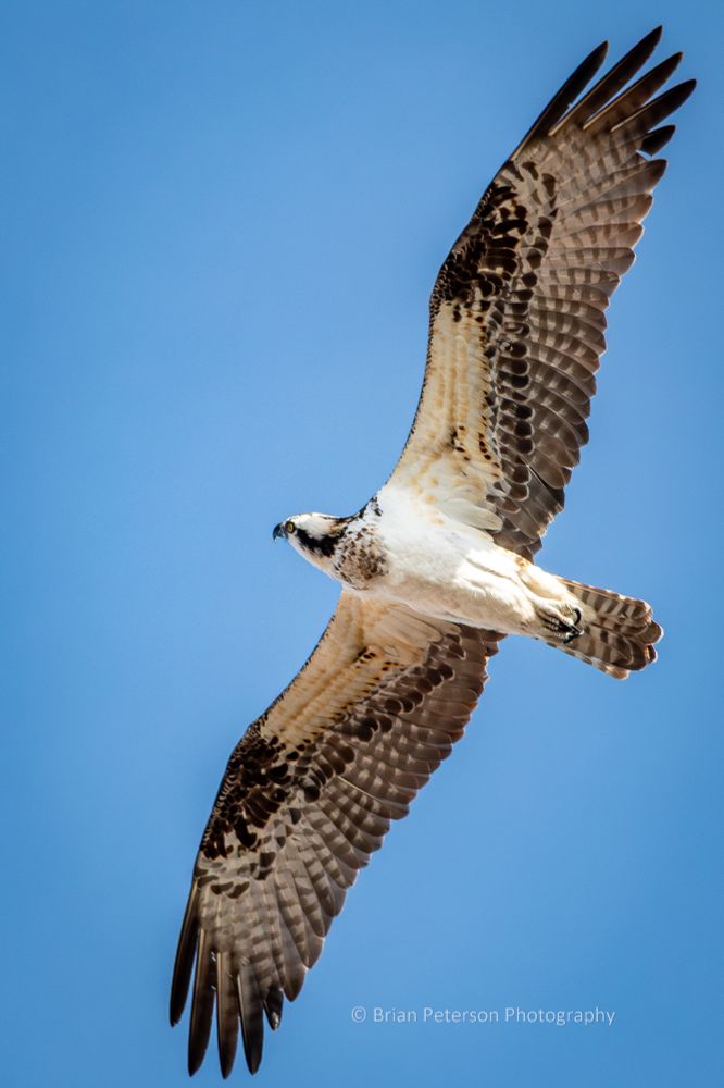 Look close and see the left eye looking at you