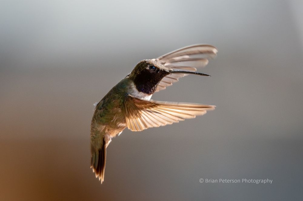 Kind of a backlight, translucent-wings situation with the wings.