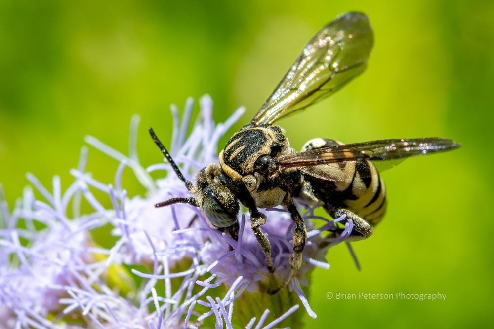 They lay their eggs in other bees' nests, hives, burrows, what have you