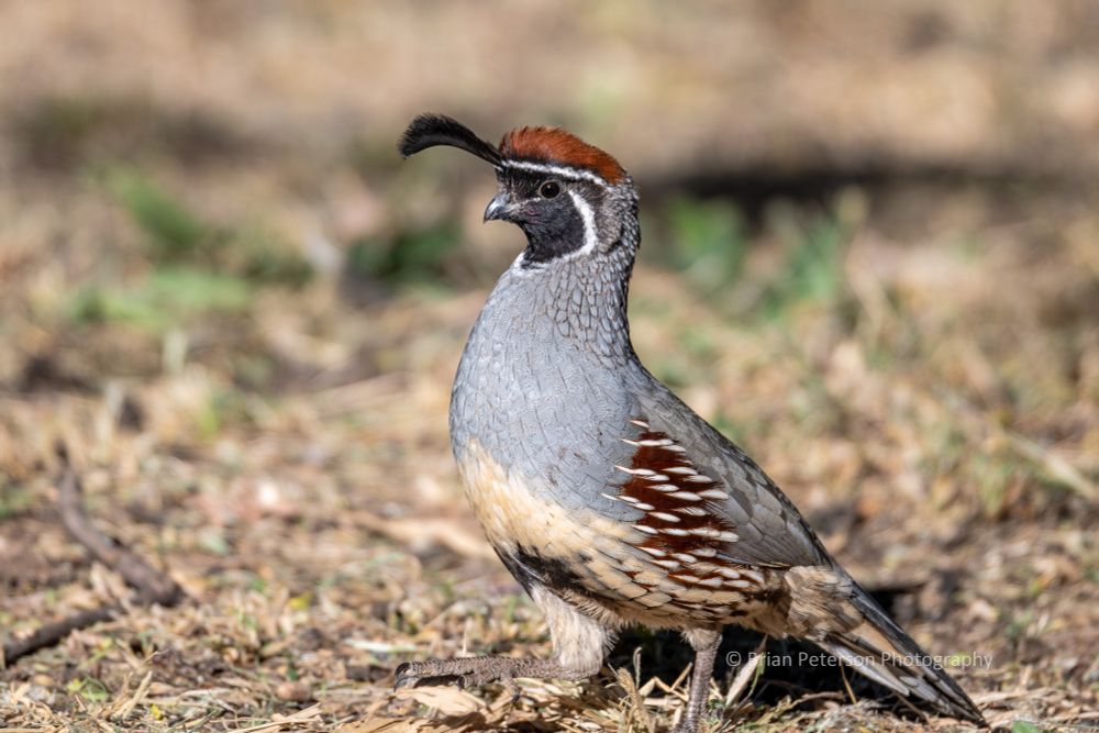 Just the other day in my backyard. They're almost always on the ground.