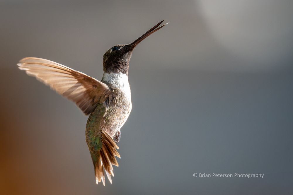 As seen at the Ash Canyon Bird Sanctuary in Hereford, Arizona.