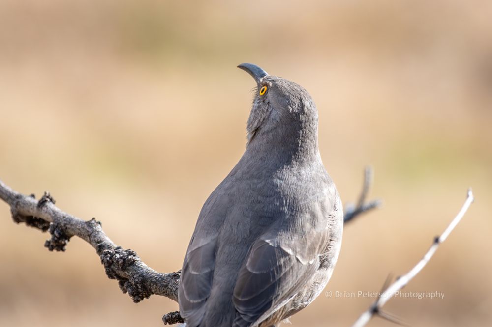 The bird is uniformly grayish brown