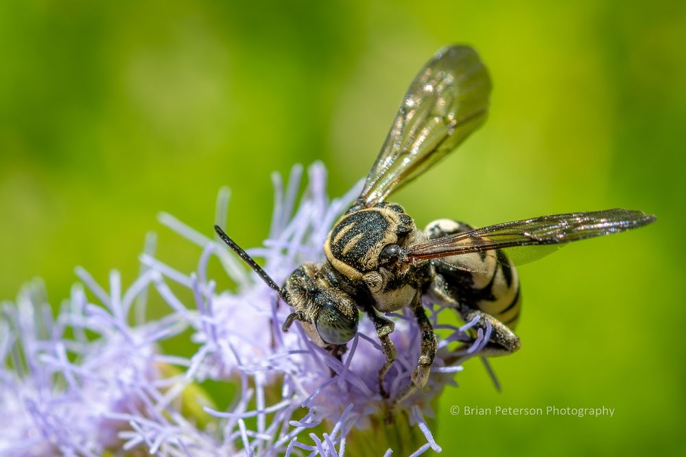 Sort of has stripes in a pattern like a lot of hoverflies; but obviously has bee eyes, and if you look close, you'll see four wings