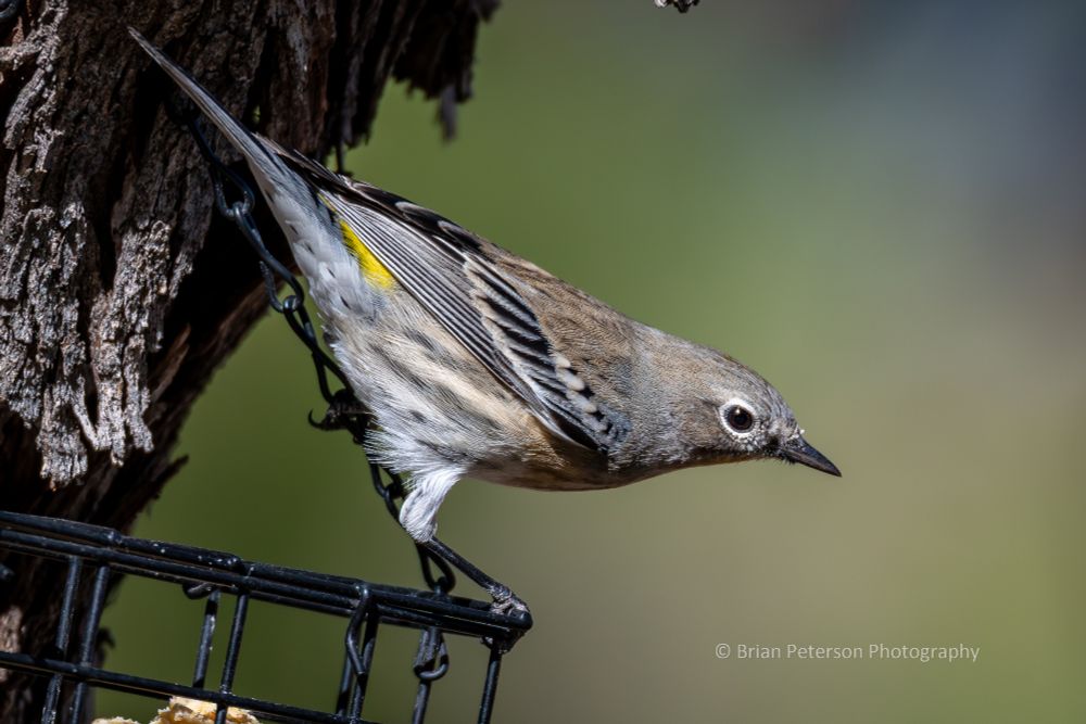 Tan, gray, black, white, and yellow. Pointy beak distinguishes from the finches.