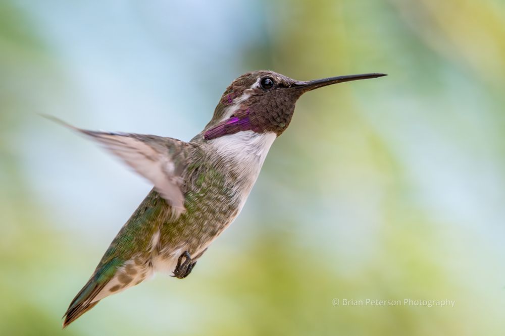 Purple feathers in the throat area are only purple when the light hits them just right