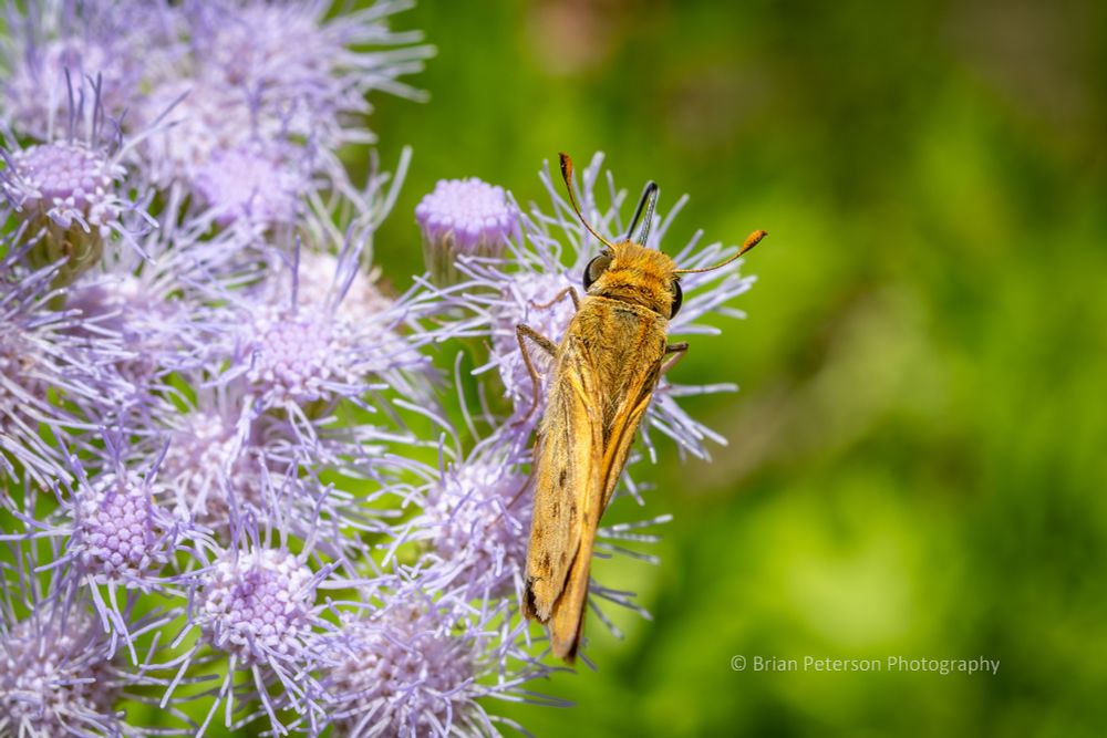 Like a skipper but smaller