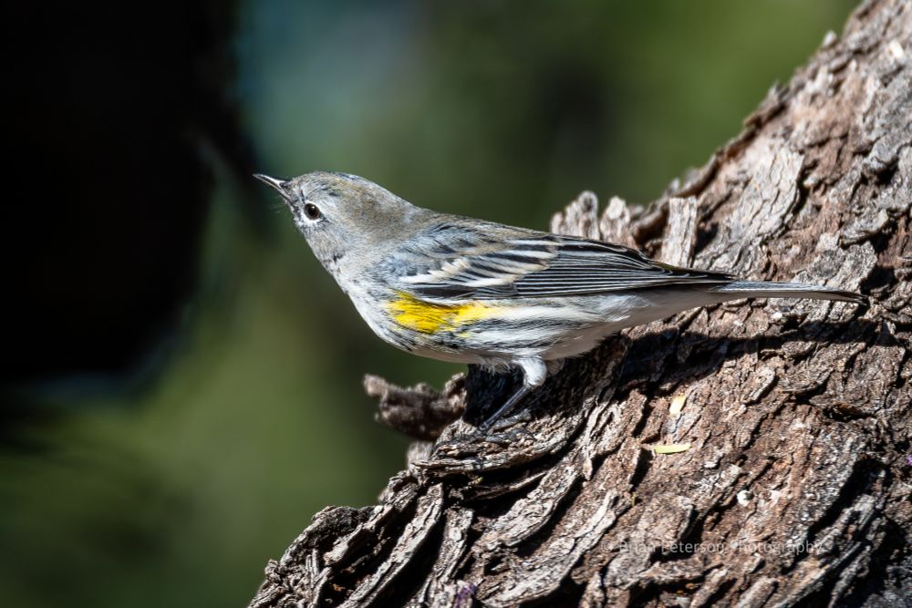 The scientific literature says you are likely find this bird near the suet feeders you hang in your backyard