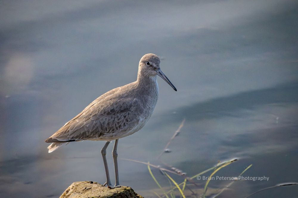 Willet 