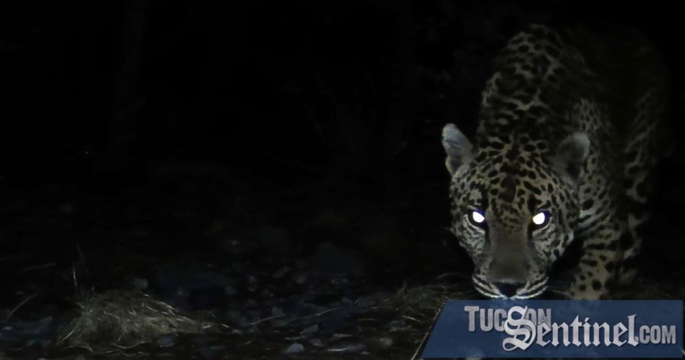 Recent sightings of wild jaguars — including 'Jaguar Number Four' on Wednesday — show Southern Arizona is still in the apex predator's range, University of Arizona researchers said.