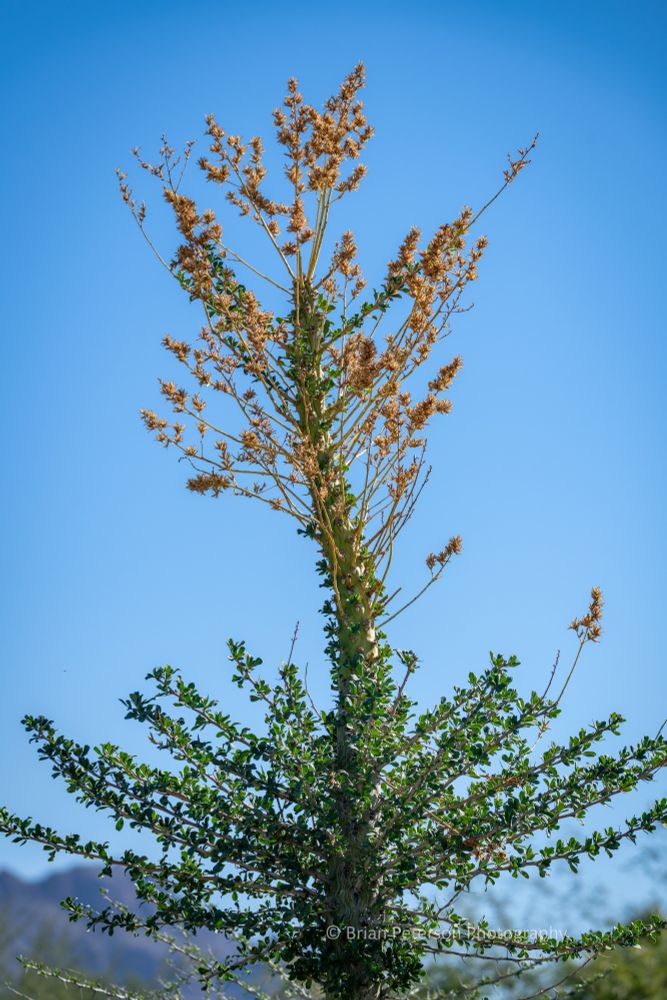 Large, long, tubular plant, which currently has a lot of branches, because it's blooming