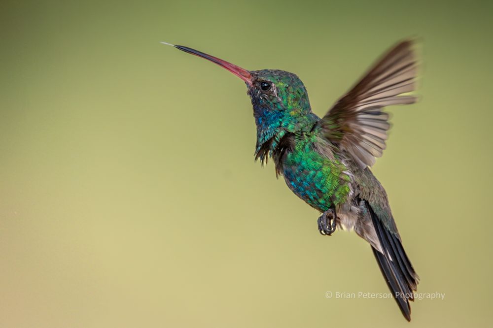 Look at the colorful feathers of blue and green.