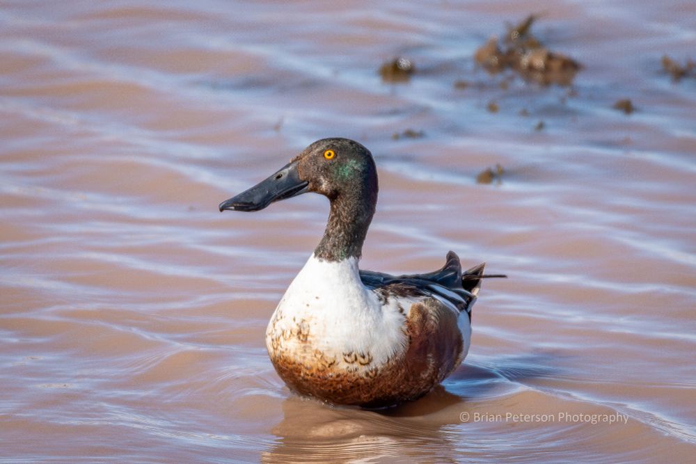 Experts tell me this is not a mallard. They confirm, however, it is a duck. Anyway, he seems to really like the mud.