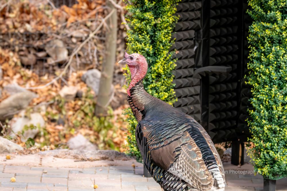 Gould's turkey over at Ramsey Canyon