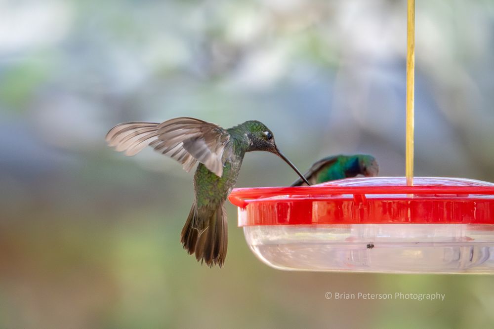 The distant one is a broad-billed