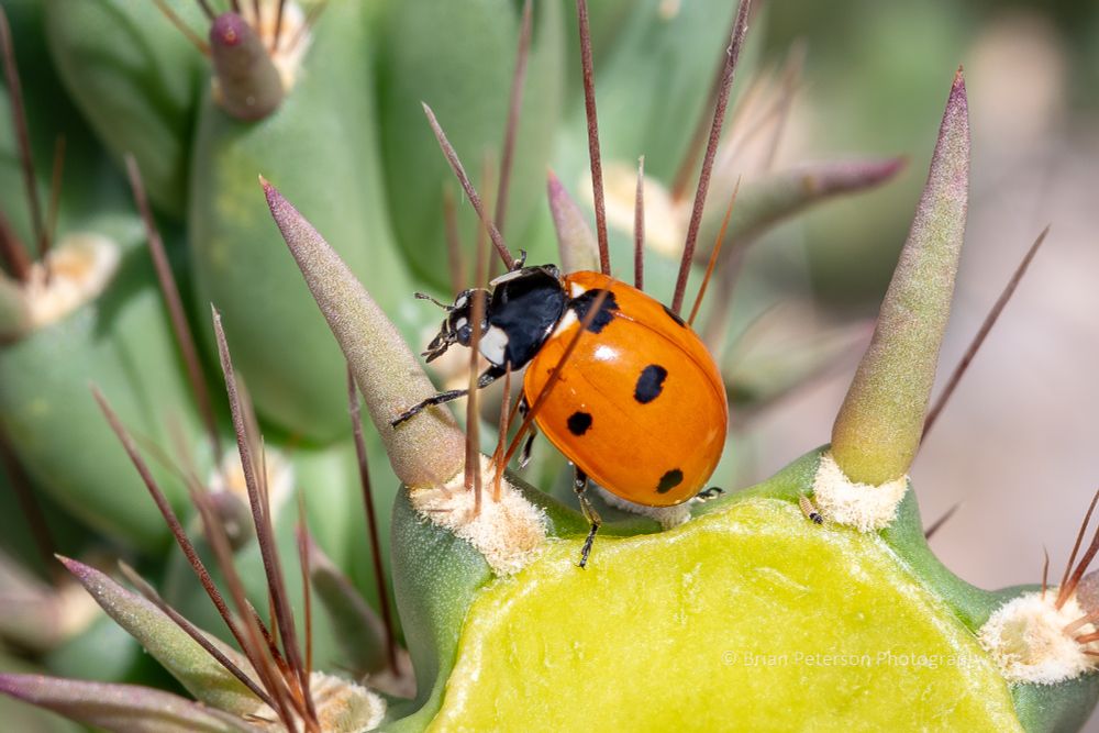 Walking between the thorns