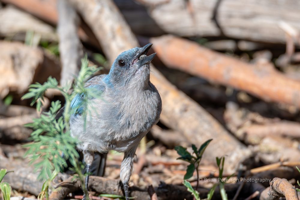 This is only about 7 miles from my house, but they have different bird species than we see on our property.