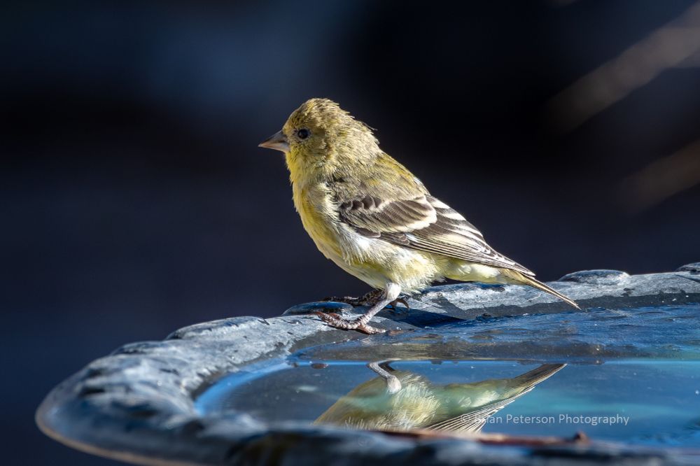 Obviously not as good as the regular kind of goldfinch