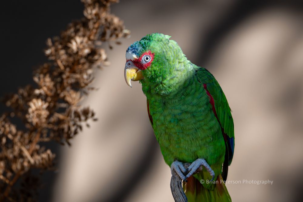 They make a lot of noise