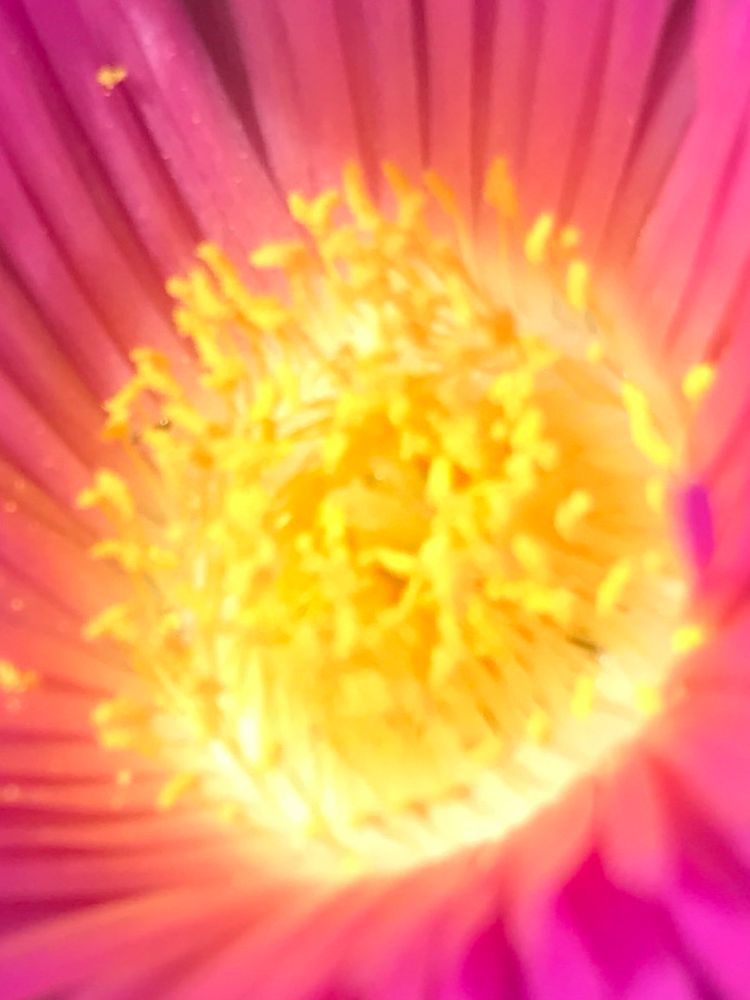 A close photo of the middle of a flower, with bright yellow pollen surrounded by vibrant pink petals 