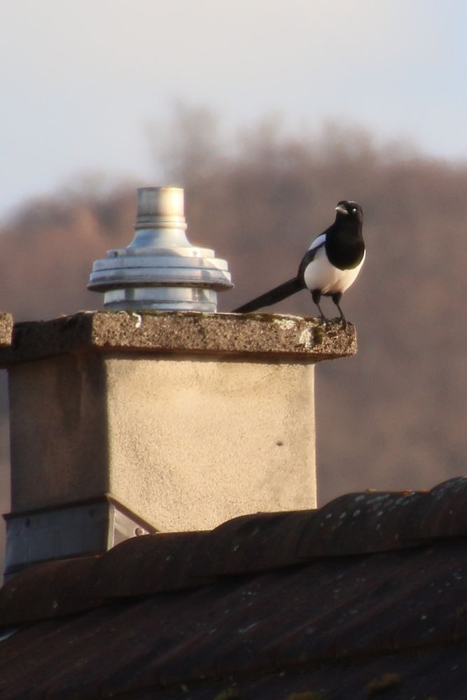 Eurasian magpie on a roof
